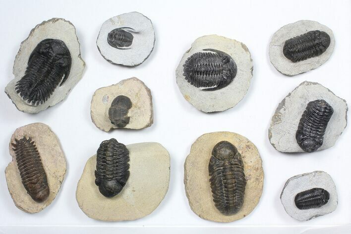 Lot: Assorted Devonian Trilobites - Pieces #84735